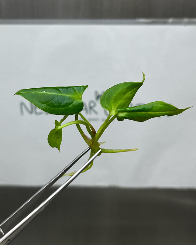 Anthurium Papilliaminum Tissue Culture (1 item/bag)