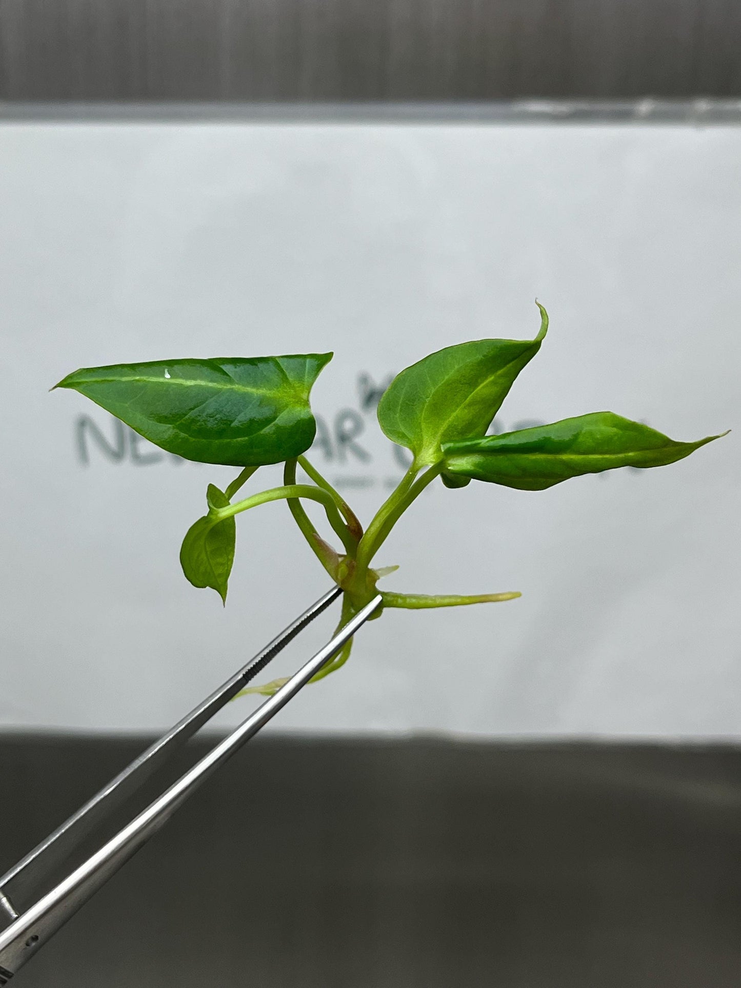 Anthurium Papilliaminum Tissue Culture (1 item/bag)