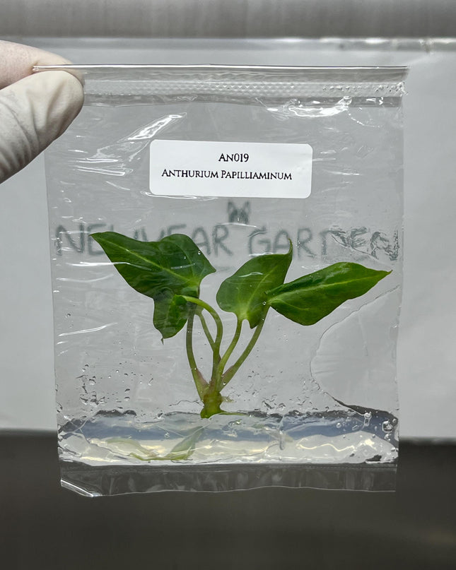 Anthurium Papilliaminum Tissue Culture (1 item/bag)