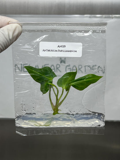 Anthurium Papilliaminum Tissue Culture (1 item/bag)