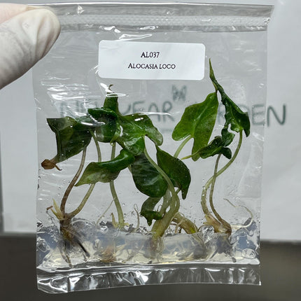 Alocasia Loco Tissue Culture (5 items/bag)