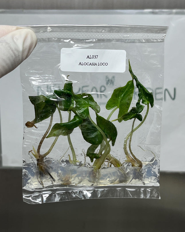 Alocasia Loco Tissue Culture (5 items/bag)