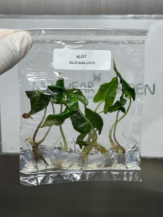 Alocasia Loco Tissue Culture (5 items/bag)