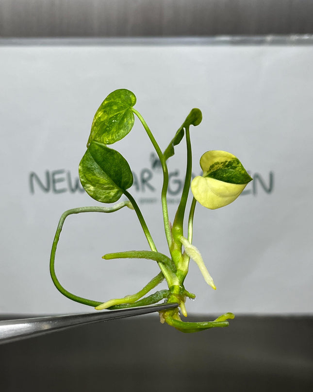Anthurium Clarinervinum Variegated Tissue Culture (1 item/bag)