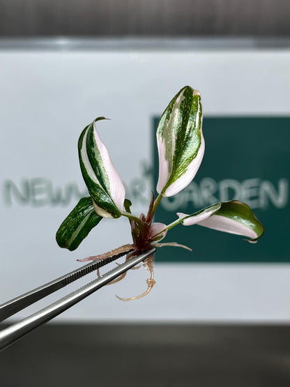 Philodendron Red Anderson Variegated Tissue Culture (5 items/bag)