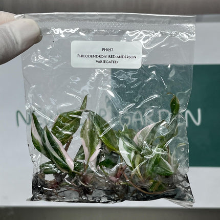 Philodendron Red Anderson Variegated Tissue Culture (5 items/bag)