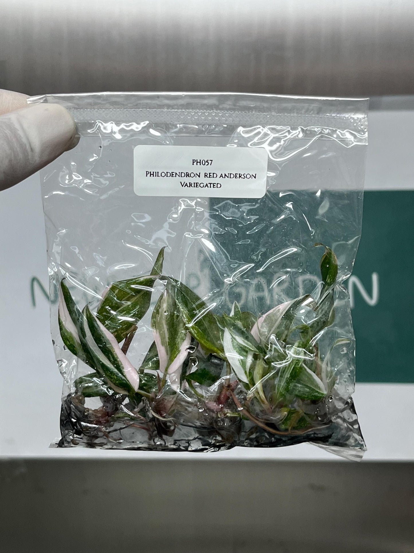 Philodendron Red Anderson Variegated Tissue Culture (5 items/bag)