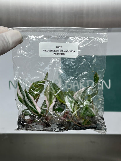 Philodendron Red Anderson Variegated Tissue Culture (5 items/bag)