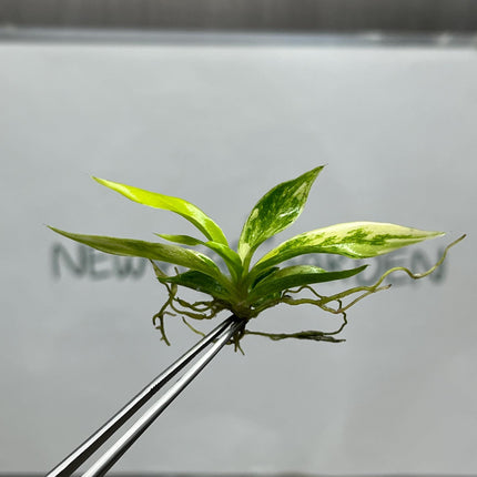 Philodendron Tortum Aurea Variegated Tissue Culture (1 item/bag)