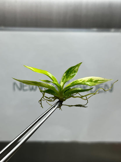 Philodendron Tortum Aurea Variegated Tissue Culture (1 item/bag)