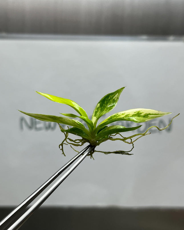 Philodendron Tortum Aurea Variegated Tissue Culture (1 item/bag)