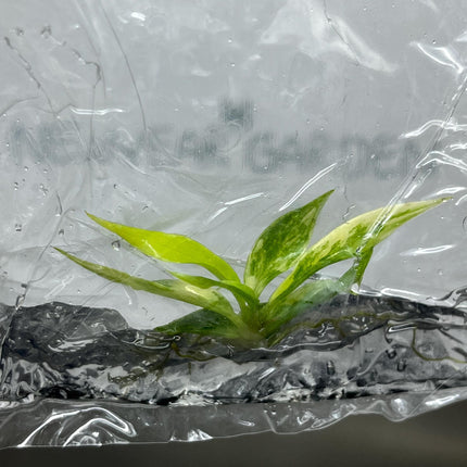 Philodendron Tortum Aurea Variegated Tissue Culture (1 item/bag)
