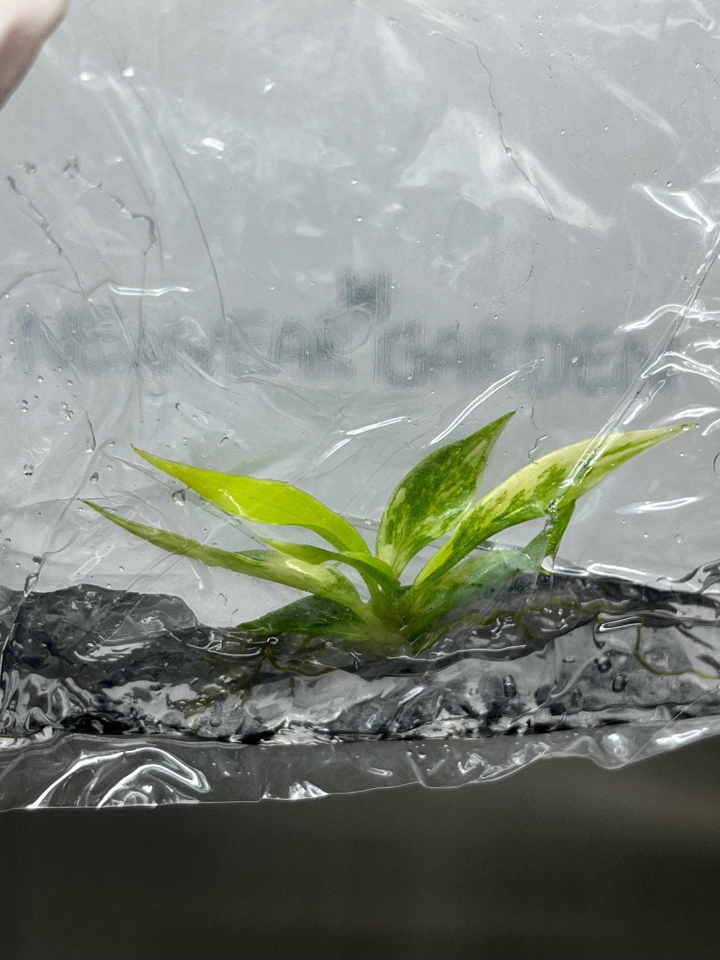 Philodendron Tortum Aurea Variegated Tissue Culture (1 item/bag)
