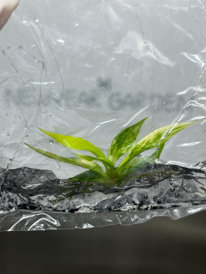Philodendron Tortum Aurea Variegated Tissue Culture (1 item/bag)