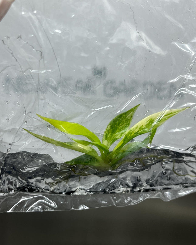 Philodendron Tortum Aurea Variegated Tissue Culture (1 item/bag)