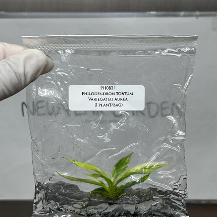 Philodendron Tortum Aurea Variegated Tissue Culture (1 item/bag)