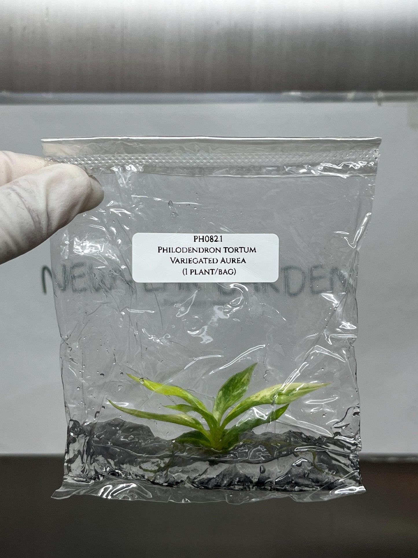 Philodendron Tortum Aurea Variegated Tissue Culture (1 item/bag)