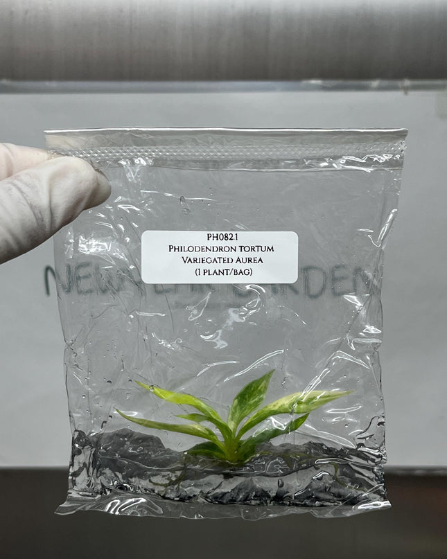 Philodendron Tortum Aurea Variegated Tissue Culture (1 item/bag)