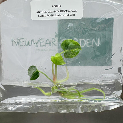 Anthurium Magnificum Variegated x Anthurium Papillilaminum Variegated (1 item/bag) Tissue Culture