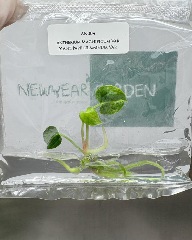 Anthurium Magnificum Variegated x Anthurium Papillilaminum Variegated (1 item/bag) Tissue Culture