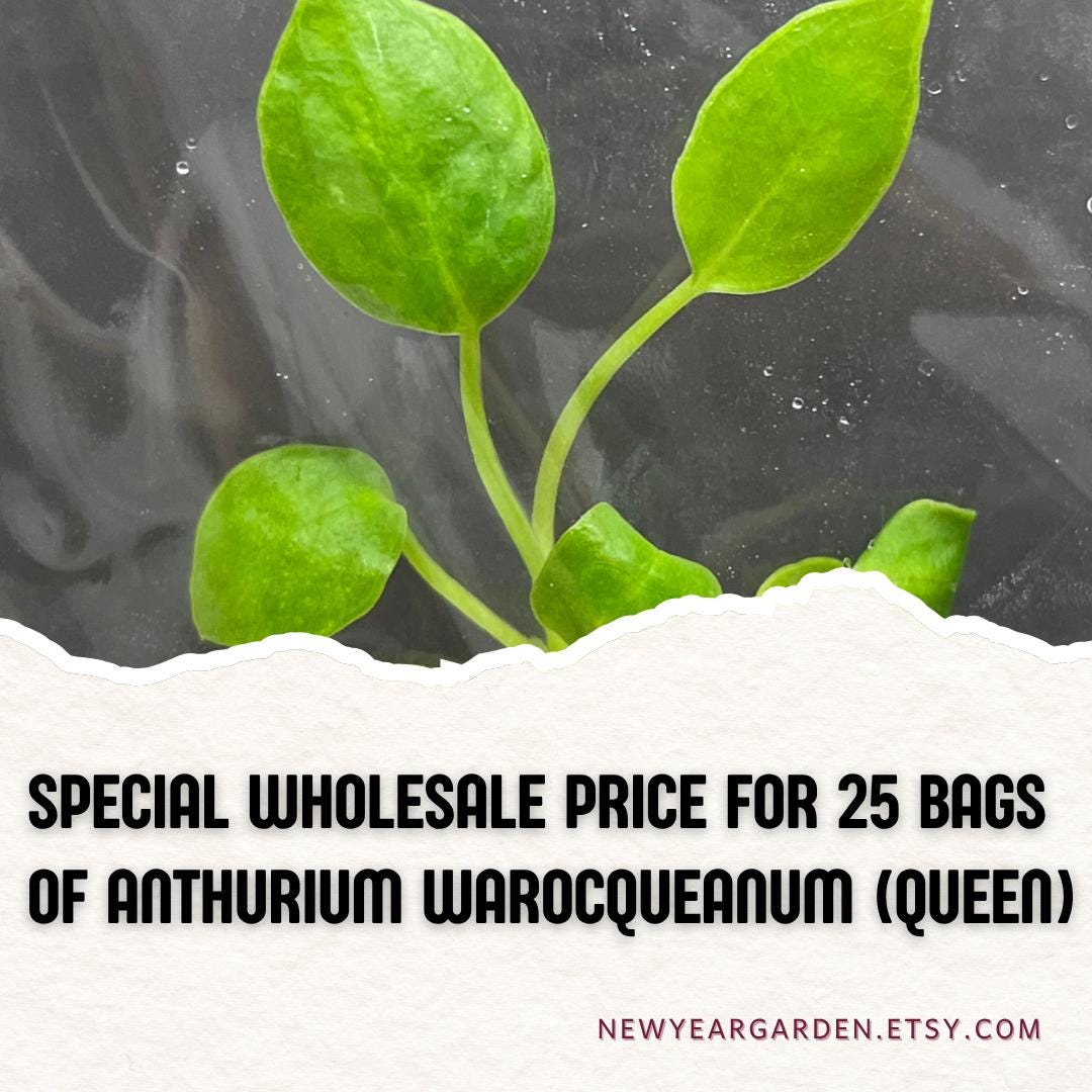 Wholesale Anthurium Warocqueanum (Queen) Tissue Culture (25 Bags)