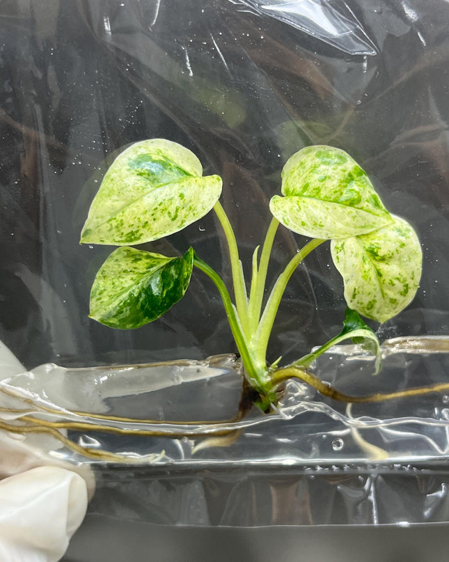 Wholesale Epipremnum Sp Bali Variegated Tissue Culture (25 Bags)