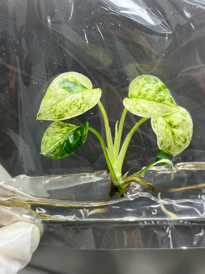 Wholesale Epipremnum Sp Bali Variegated Tissue Culture (25 Bags)