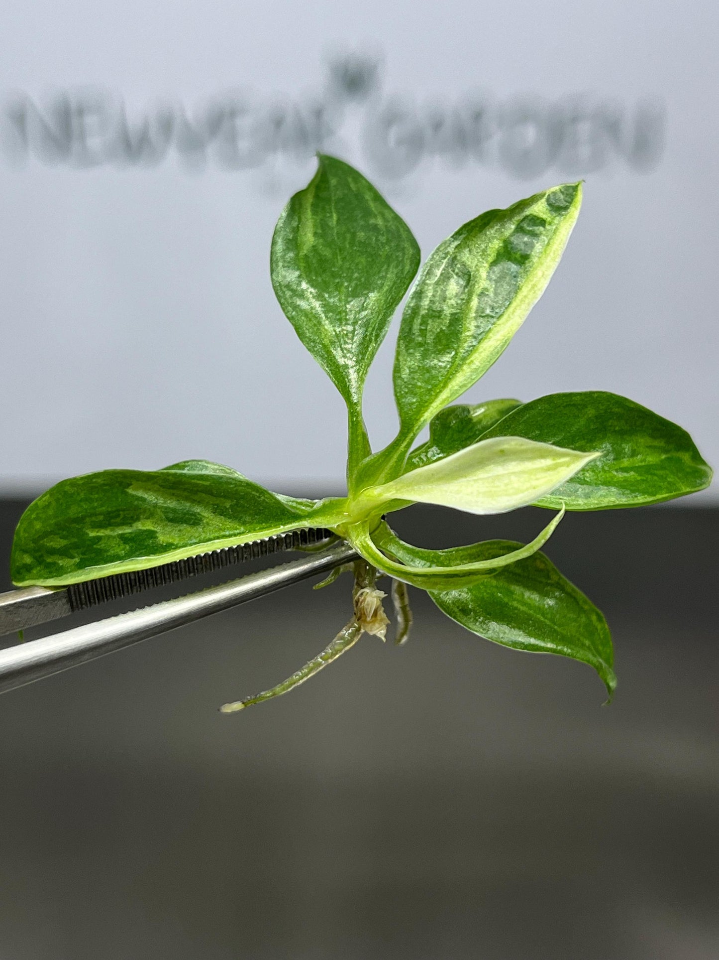 Wholesale Philodendron Jose Buono Variegated Tissue Culture (25 Bags)