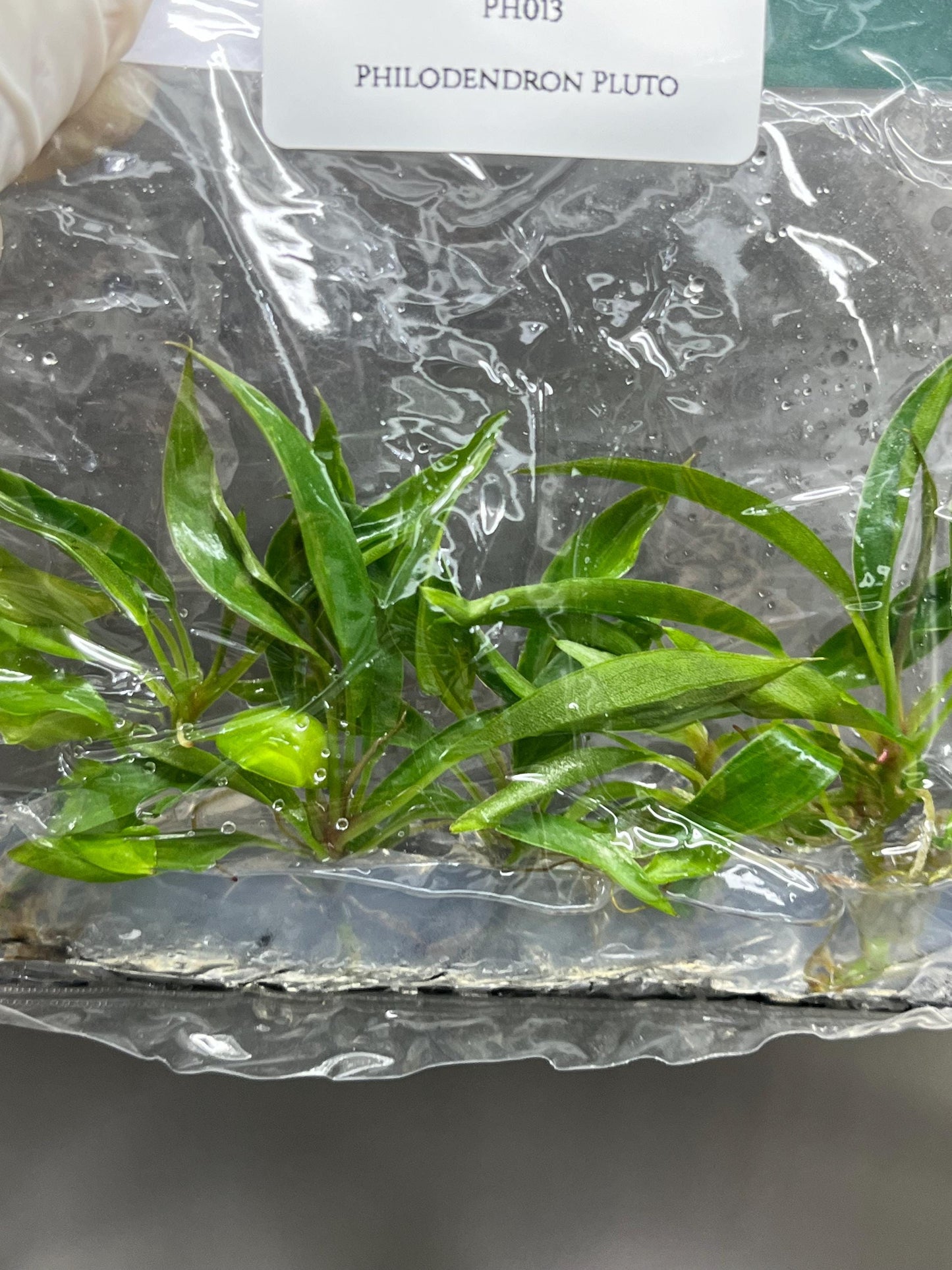Wholesale Philodendron Pluto Tissue Culture (25 Bags)