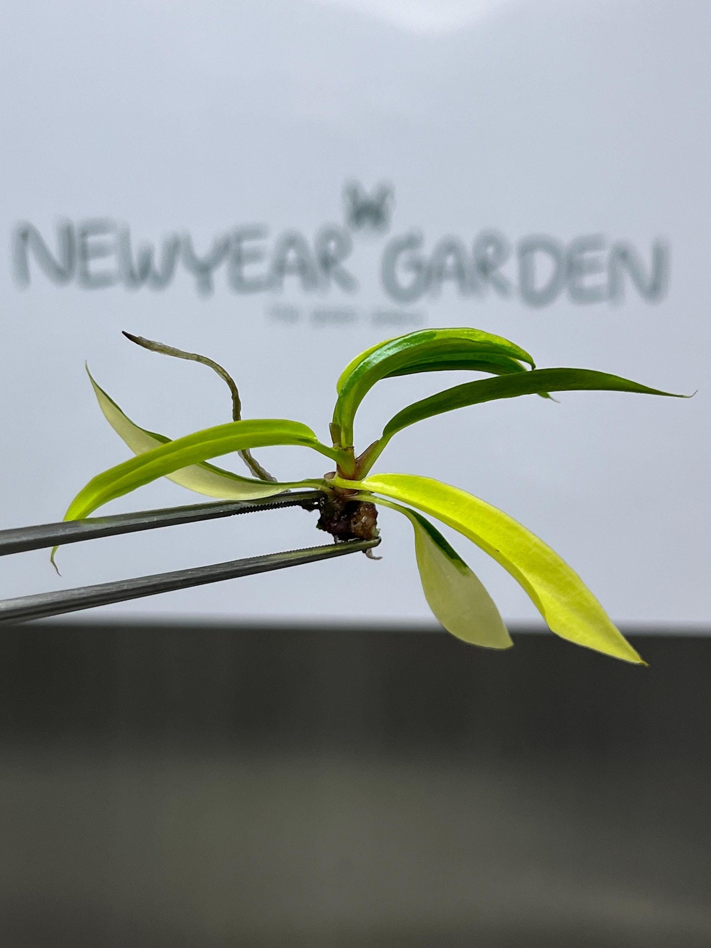 Wholesale Philodendron Caramel Marble Variegated Tissue Culture (25 Bags)