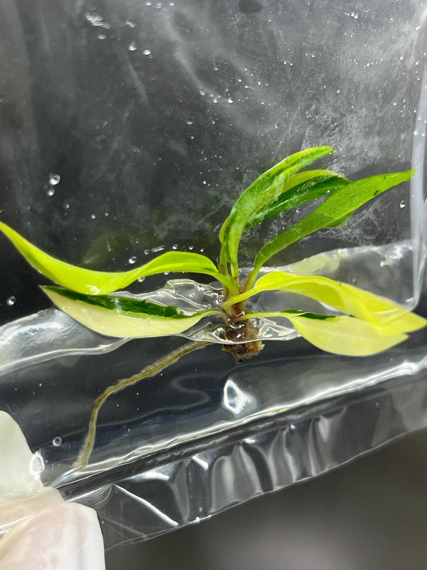 Wholesale Philodendron Caramel Marble Variegated Tissue Culture (25 Bags)