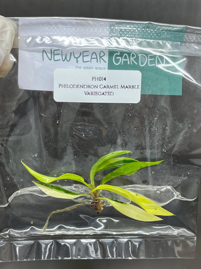 Wholesale Philodendron Caramel Marble Variegated Tissue Culture (25 Bags)