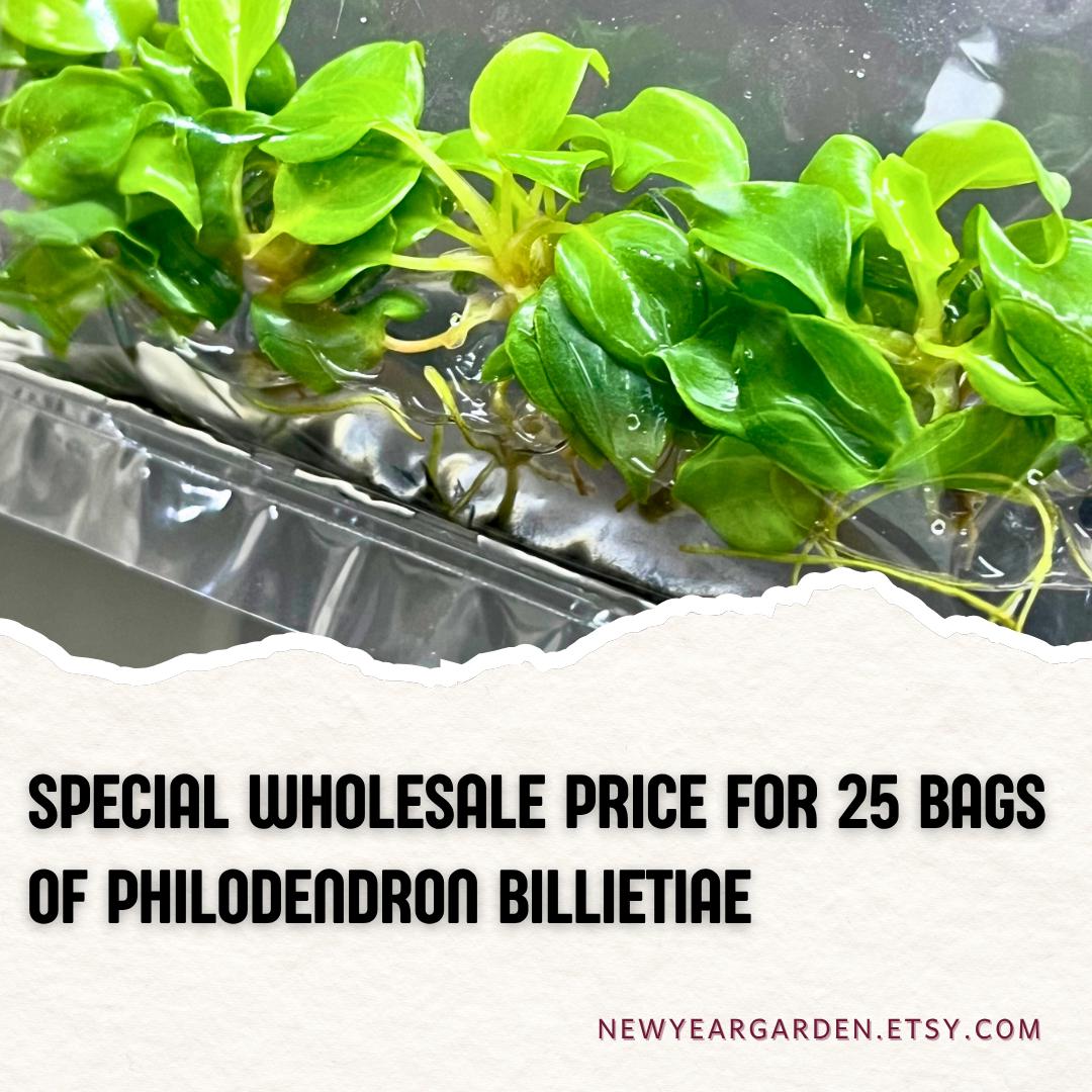 Wholesale Philodendron Billietiae Tissue Culture (25 Bags)