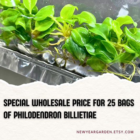 Wholesale Philodendron Billietiae Tissue Culture (25 Bags)