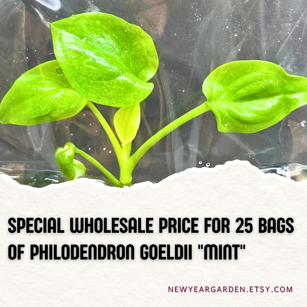 Wholesale Philodendron Goeldii "Mint" Tissue Culture (25 Bags)
