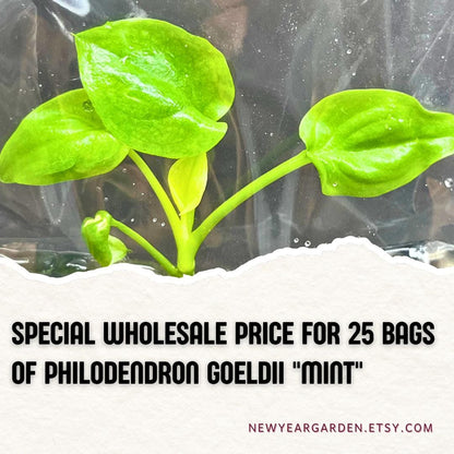 Wholesale Philodendron Goeldii "Mint" Tissue Culture (25 Bags)