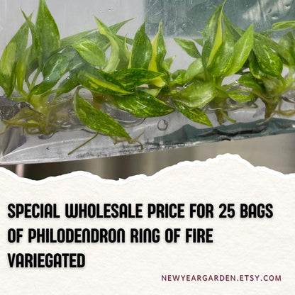 Wholesale Philodendron Ring of Fire Variegated Tissue Culture (25 Bags)