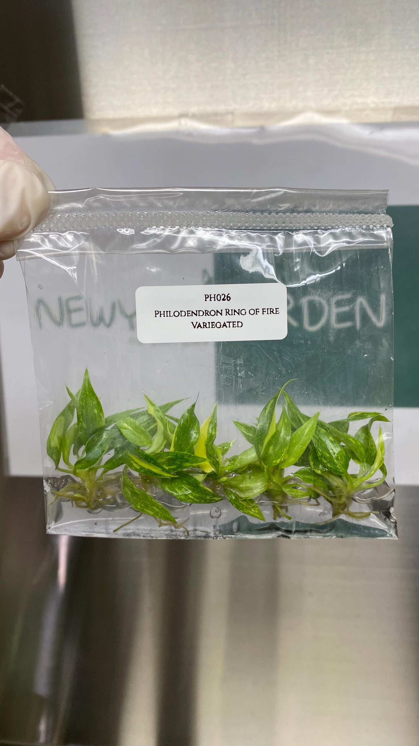 Wholesale Philodendron Ring of Fire Variegated Tissue Culture (25 Bags)