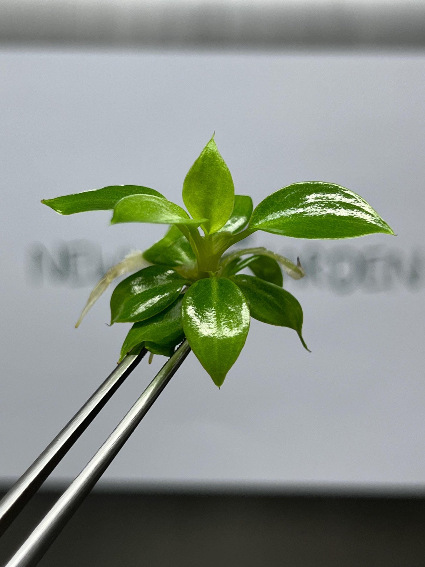 Wholesale Philodendron Billienium H (Billietiae x Pastazanum) Tissue Culture (25 Bags)