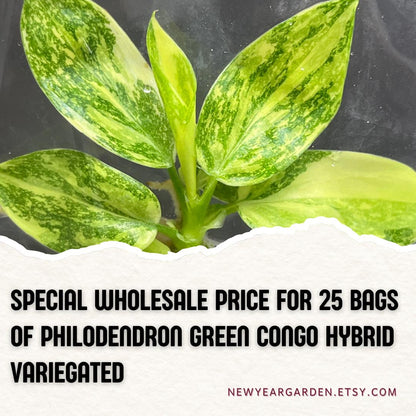 Wholesale Philodendron Green Congo Variegated Tissue Culture (25 Bags)