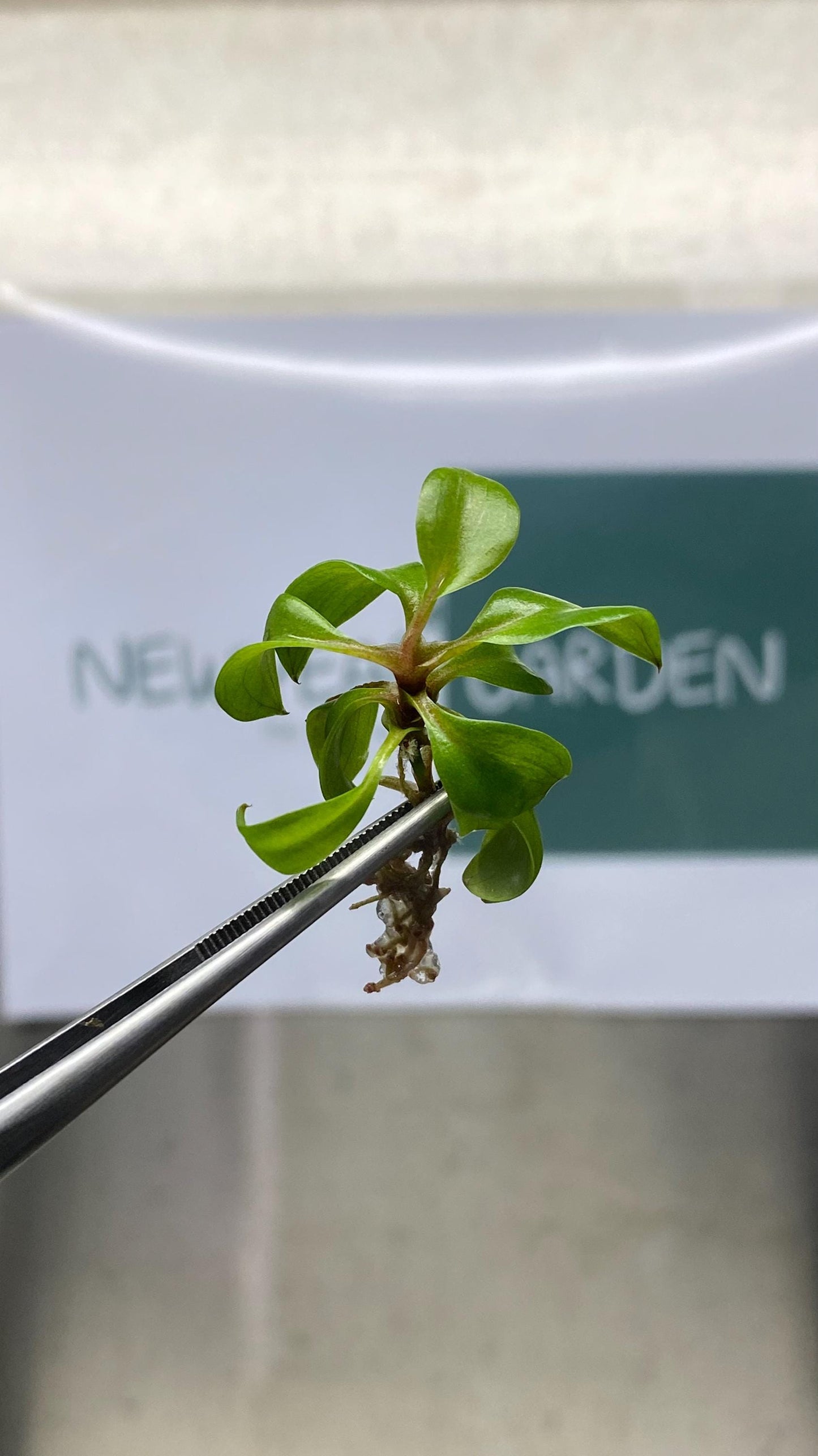 Wholesale Philodendron Red Heart Tissue Culture (25 Bags)