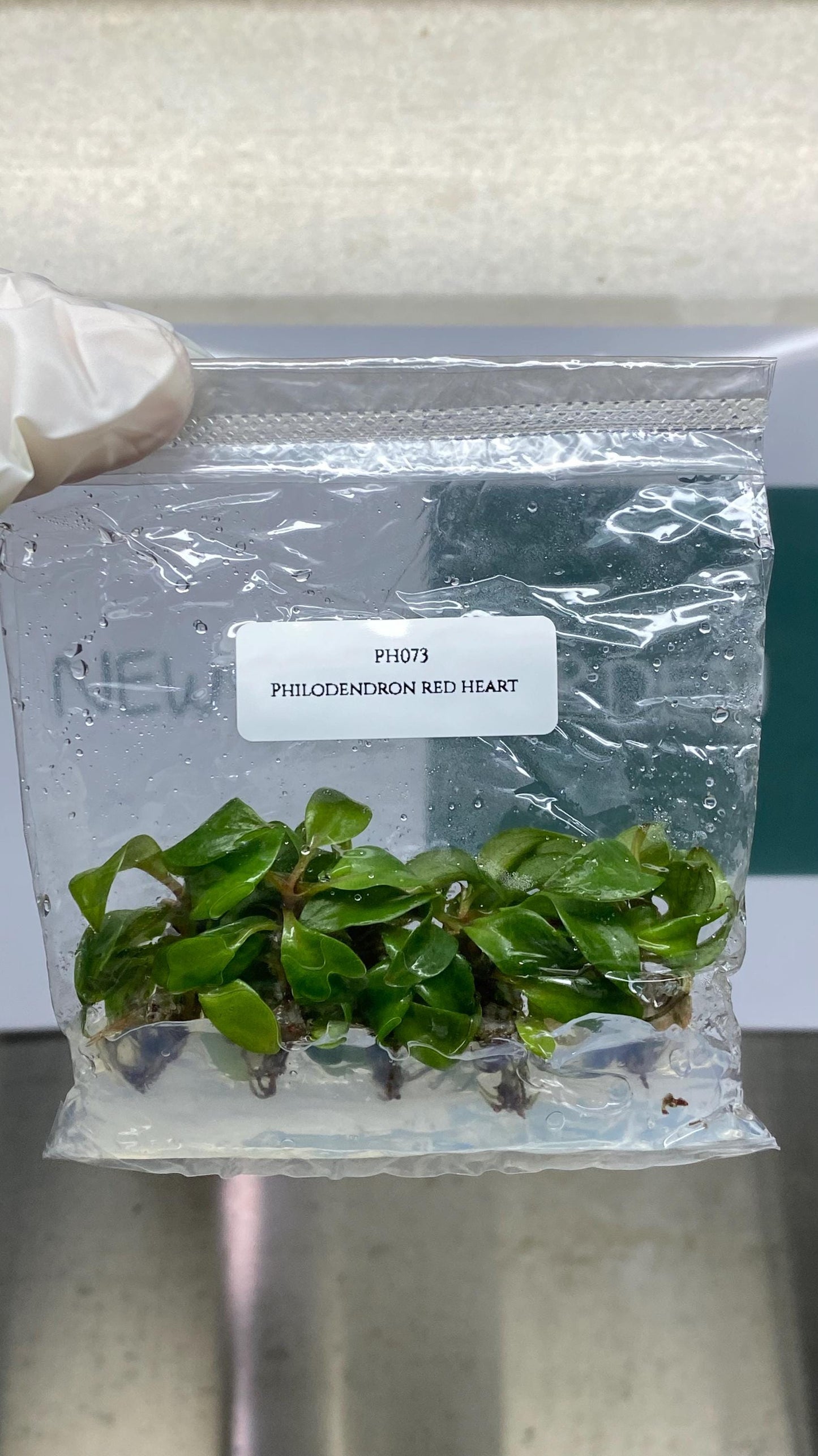 Wholesale Philodendron Red Heart Tissue Culture (25 Bags)