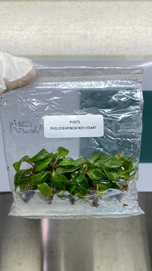 Wholesale Philodendron Red Heart Tissue Culture (25 Bags)