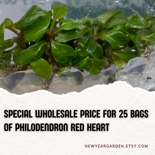 Wholesale Philodendron Red Heart Tissue Culture (25 Bags)