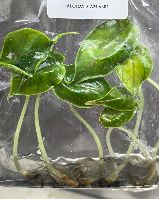 Wholesale Alocasia Azlanii Tissue Culture (25 Bags)