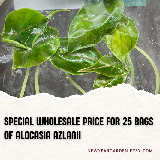 Wholesale Alocasia Azlanii Tissue Culture (25 Bags)