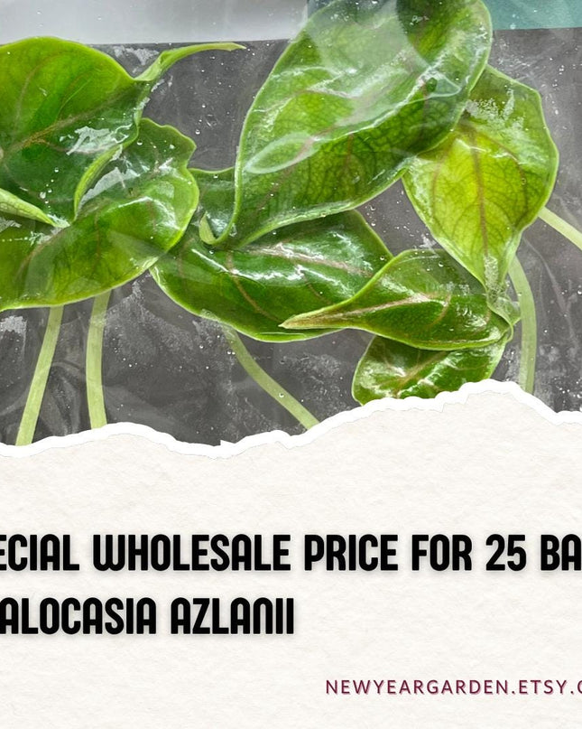 Wholesale Alocasia Azlanii Tissue Culture (25 Bags)