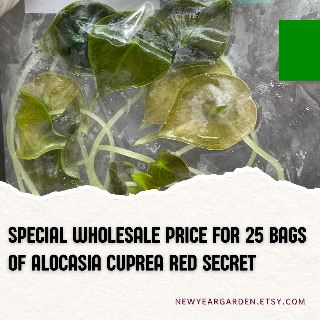 Wholesale Alocasia Cuprea Red Secret Plant Tissue Culture (25 Bags)