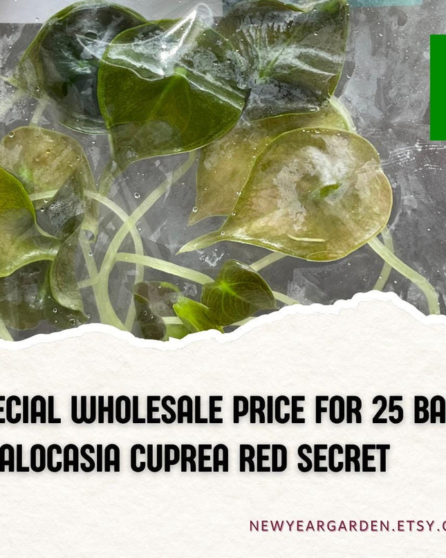 Wholesale Alocasia Cuprea Red Secret Plant Tissue Culture (25 Bags)