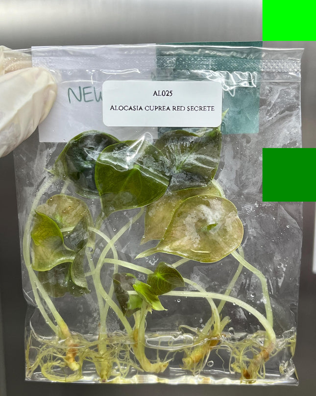 Wholesale Alocasia Cuprea Red Secret Plant Tissue Culture (25 Bags)